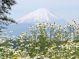 より確かなアロマテラピーを