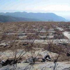 新年を迎えたローズ畑はモノトーンの世界です