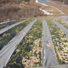 秋に芽を出した苗の方が春に一気に大きく育ちます