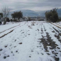 雪が降りカモマイル・ローマンは雪の下でじっと雪解けを待ちます