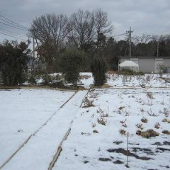 寒さに強いカモマイル・ローマンは雪の下でも平気です