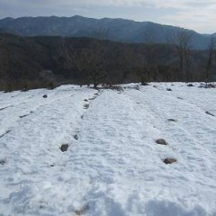 農場はまだ雪が残っています