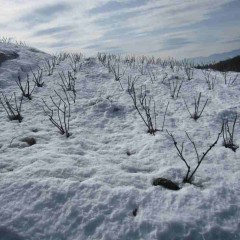 日陰の畑は雪が凍っています