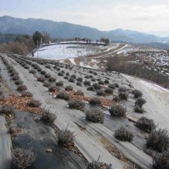 農場の所々にはまだ雪が残っています