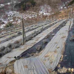 ラベンダーに厳しい冬はまだ続きそうです