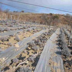 農場の春はまだ先のようです