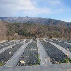 少しずつですが株が大きくなっています