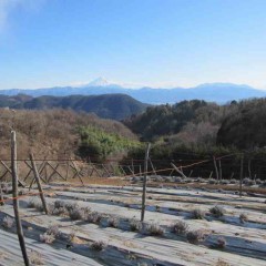 風の強い日は雲も飛ばされて富士山が綺麗に見えます