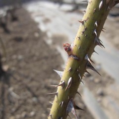 ローズの芽はまだ固いままです