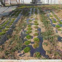 秋に植えた苗も無事冬を越しました