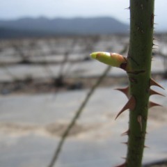 待ちに待ったローズの芽が動き出しました