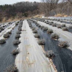 見た目には以前と変わらぬラベンダー畑です