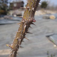 古い枝の芽は動きが鈍くまだ固いままです