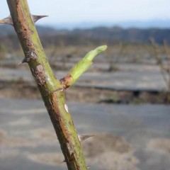 ローズの芽はスクスクと伸びています