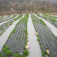 新緑の眩しい季節となりました