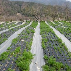 茎が立って来ました