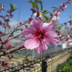 最後のひと華（花）