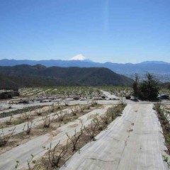 快晴のローズ畑から富士山が綺麗に見えました