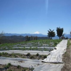 カモマイル畑から富士山が綺麗に見えました