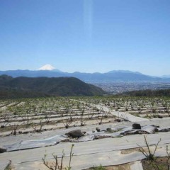 雲で隠れたり、春霞がかかったり、綺麗に見える日は数えるばかりです