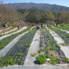 この時期は除草作業も大忙しです