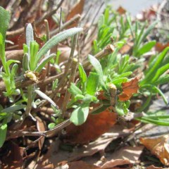 株元からは既に新芽が伸び始めていました