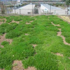 少しずつ株と株の隙間が埋まっています