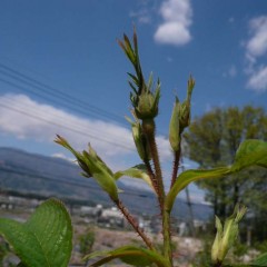 蕾が立ち上がりました