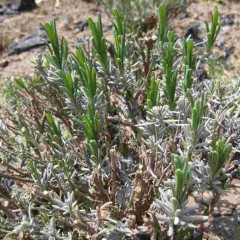 4月1日に剪定した株から新芽が伸びています