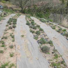 これからは雑草と競争です