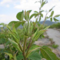 まだ固いですが蕾が上を向いて