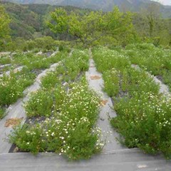 一段と花が目立って来ました