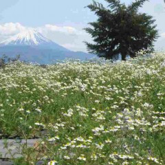 カモマイルの海から富士山を望む