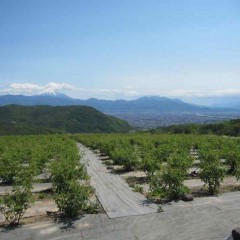 GW明け、ローズ畑の向こうに富士山が見えました