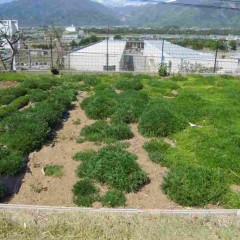 株が立ち上がり花を咲かせる準備が始まりました