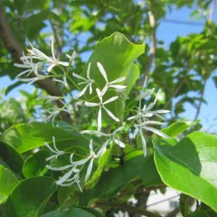 この花はナンジャモンジャ？