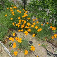 カリフォルニアポピー（花菱草）も満開です