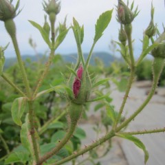 中にはピンク色の花びらがのぞいている蕾も！