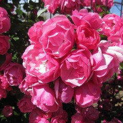 カップ咲きが美しい「アンジェラ」