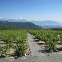 富士山が綺麗に見えるローズ畑