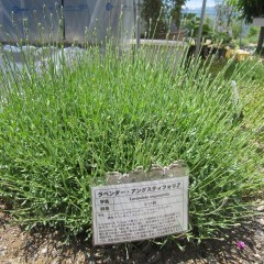 ナード・ジャパン事務局のラベンダーは花穂が上がってきました