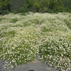 全体的に花が開いて収穫を待っています