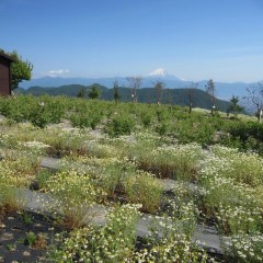 農場研修の皆様も富士山を眺めながら摘み取り出来ると良いですね