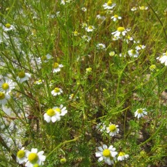 1回目より花数は少なくなっていますがまだ蕾は沢山残っています