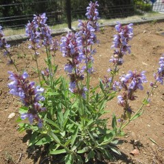 爽やかな青紫色の花を咲かせるセージ