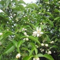 ユズの花が咲き始めました