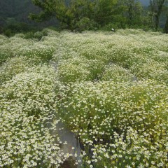 こちらの畑も収穫の時期を迎えました