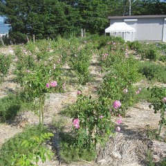 今朝は約600個の花を摘み取りました