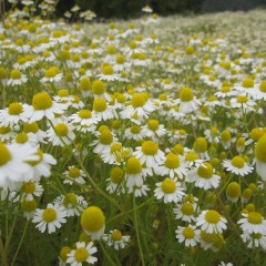 ジャーマンの花で覆われています