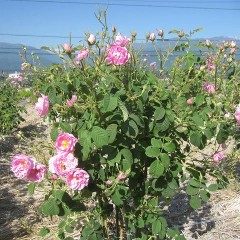 蕾の約半分位が開き終わっています